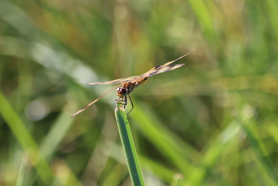 Halloween Pennant at Pointe Mouillee