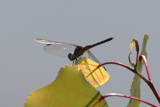Blue Dasher at Pointe Mouillee