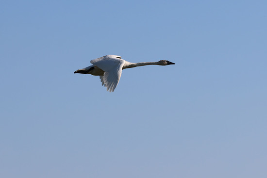 Trumpeter Swan at Pointe Mouillee