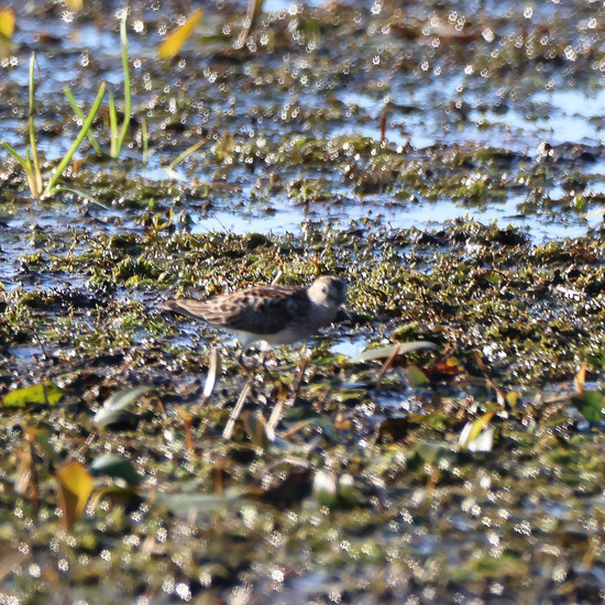 Shorebirds at Pointe Mouillee