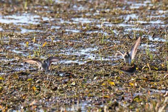 Shorebirds at Pointe Mouillee