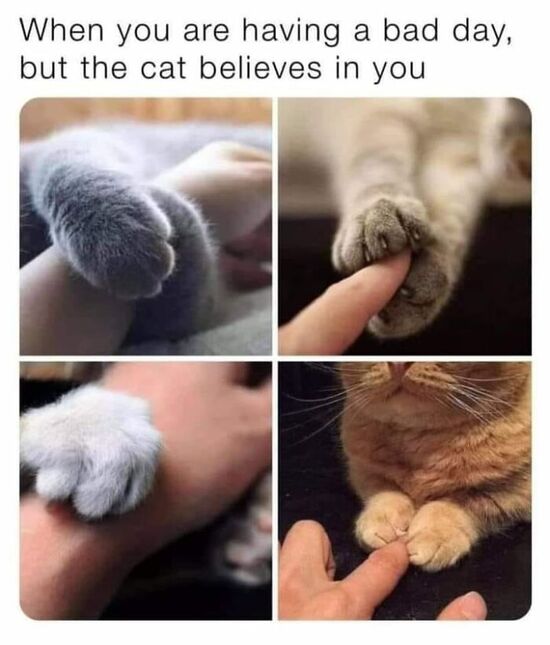 Collage of cats holding human arms or fingers with both soft paws.