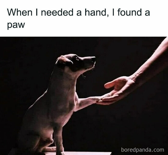 Dog with paw in his human