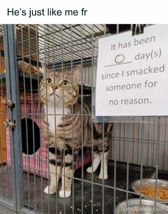 Cat in a shelter cage with a sign on it: it has been 0 days since I smacked someone for no reason.