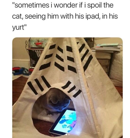 Cat in a tiny teepee with a tablet showing a cat game.