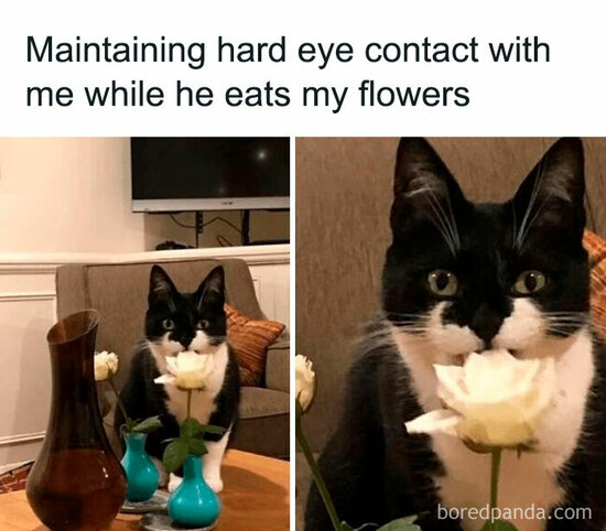 Tuxedo cat licking or chewing a rose in a vase, looking at the camera.