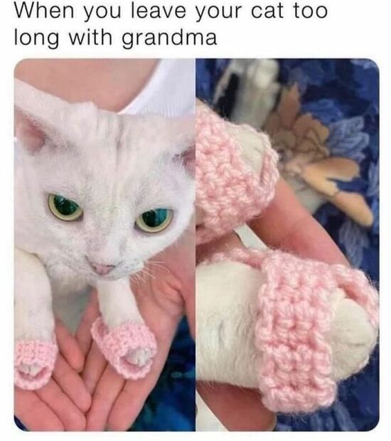 White cat wearing tiny pink knitted slippers on its front paws. "When you leave your cat too long with grandma"