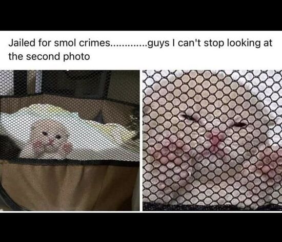 White kitten in a netted enclosure with his face up against the net. "Jailed for smol crimes".