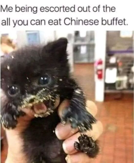 Black kitten grasped in human hand, with some yellowish food all over its face and paws. "Me being escorted out of the all-you-can-eat Chinese buffet"
