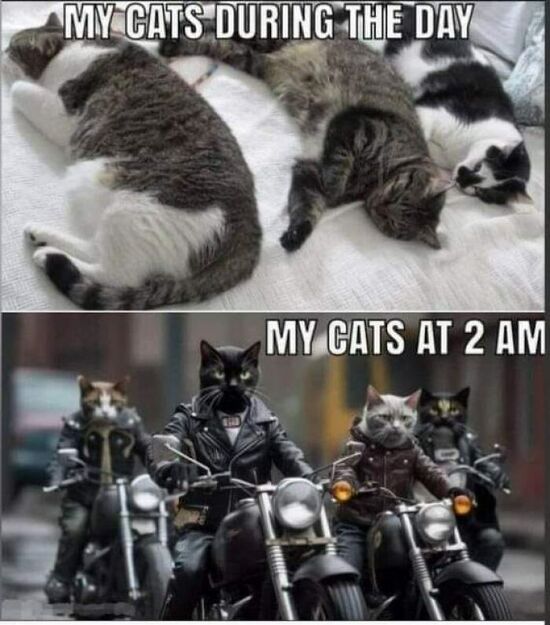 Top photo of three overweight cats asleep on a bed: "my cats during the day"  Bottom photo of cats dressed as a motorcycle gang : " my cats at 2 am".