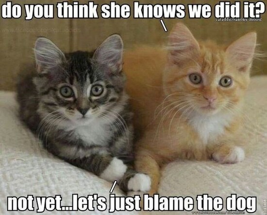 think-she-knows-we-did-it-cataddictsanony-mouse-wwwtacabodkcomicnddet-notyetlets-just-blame-the-dog.jfif