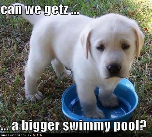 white-labrador-retriever-puppy-tiny-pool-ihasahotdog.jpg