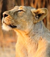 Lioness-smallerpic.jpg