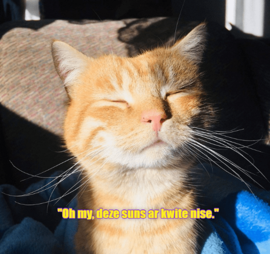 cat-with-closed-eyes-enjoying-the-sun.png