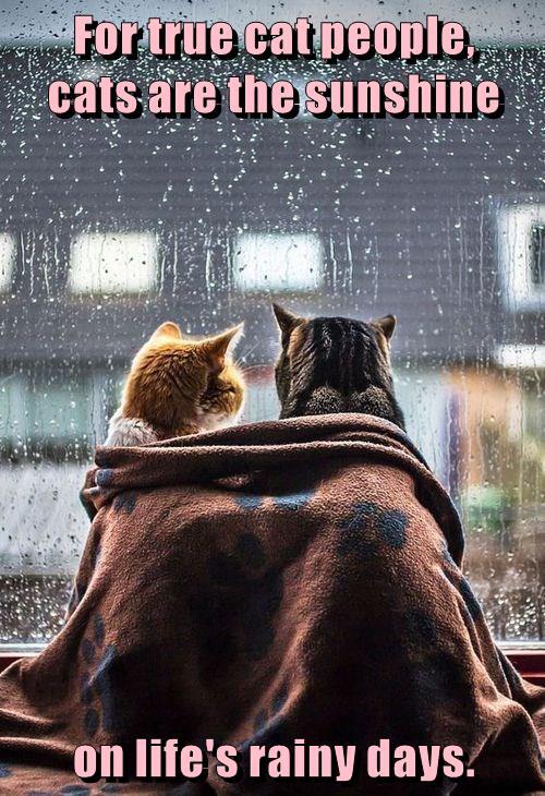 cats-caption-rainy-true-sunshine-8978869504.jpeg