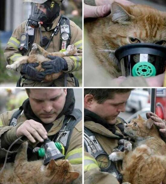 cat receiving oxygen from a firefighter after being rescued.