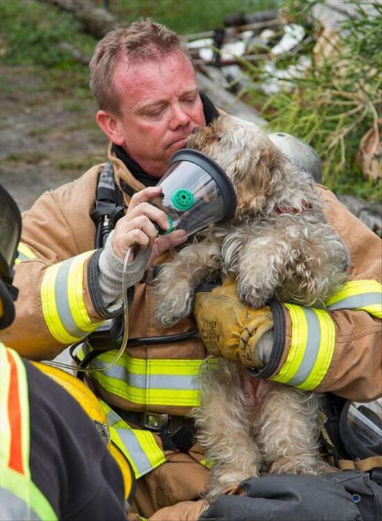 firefighter giving a dog oxygen with a mask