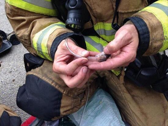 firefighter is using a small tube to give oxygen to a rescued pet rodent (very small, might be a dwarf hamster?)