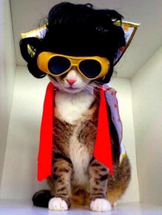 Cat-dressed-as-Elvis-attb-costumewall-dot-com.jpg