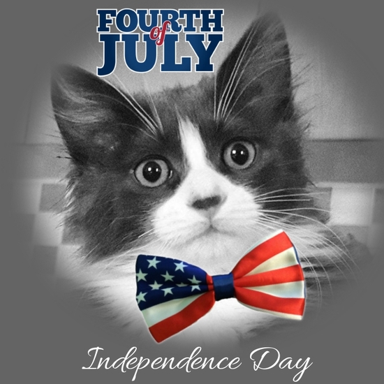 4th-of-july-funny-cats-.jpg