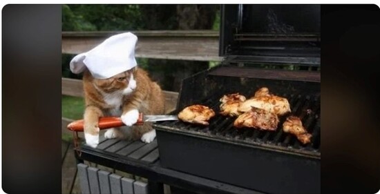 cookout_r_cats.jpg