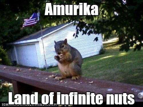 patriot-squirrel-is-patriotic.jfif