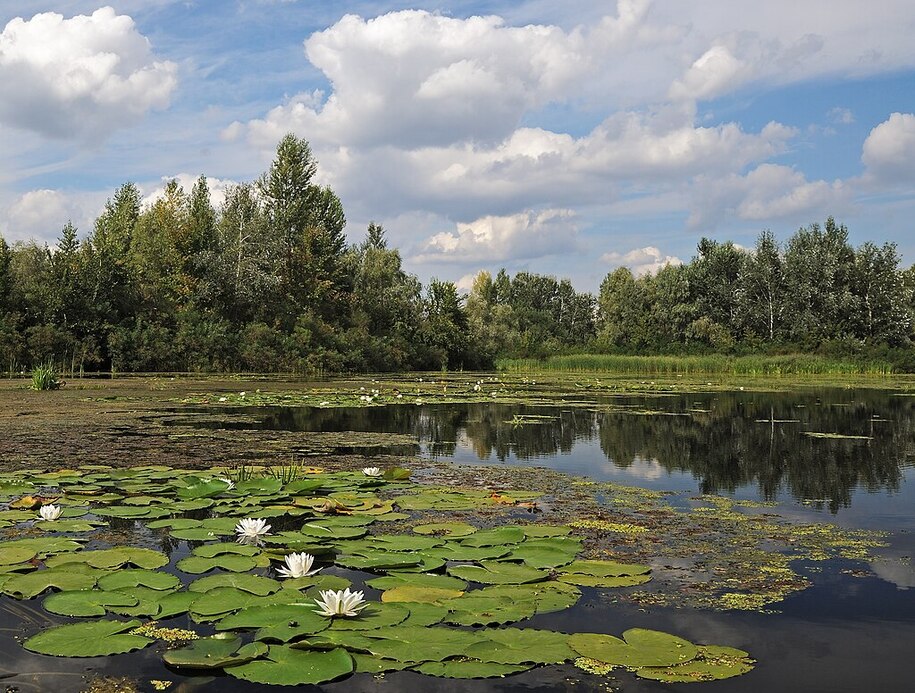 1024px-White_waterlilies._Kozachij_island_on_Dnipro_river._Ukraine.jpg