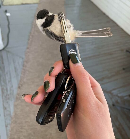 chickadee perched on a key being held by a woman