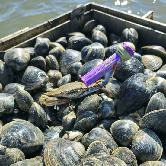 a crab on a pile of clams holds up a purple Ninja turtle Pez dispenser