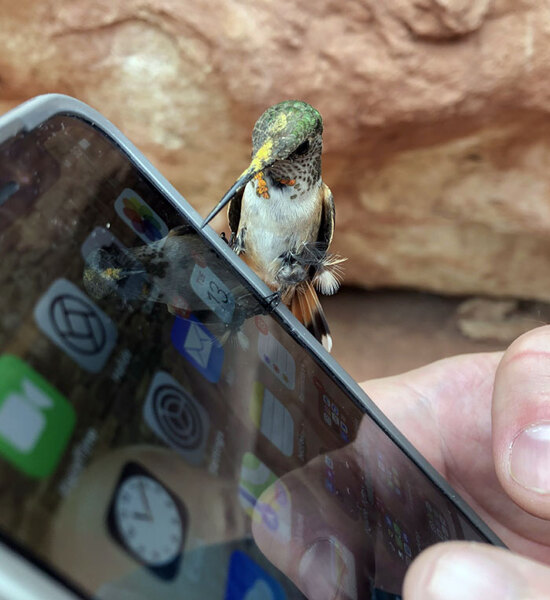 a green-headed hummingbird perched on the edge of a smartphone held in a human hand, seemingly looking at the icons.