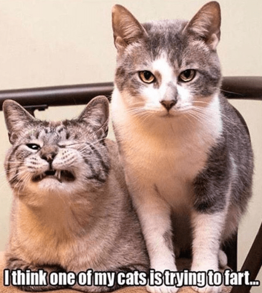 funny-meme-of-2-cats-and-one-seriously-looks-like-he-is-trying-to-fart.png