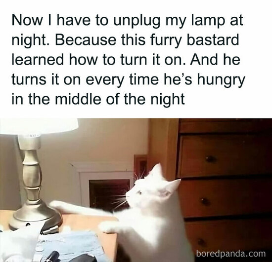 meme of white cat turning on a touch lamp.