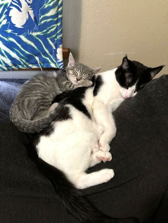 Grey tabby kitten sleeping on larger black and white cat.