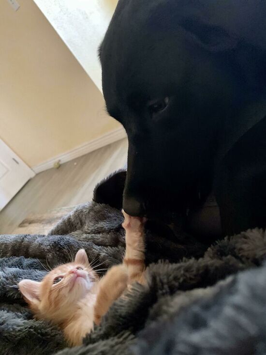 Ginger kitten reaches up from a towel nest to pat the nose of a black dog.