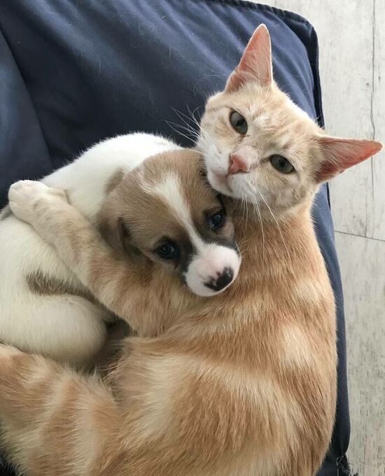 Ginger cat hugging sad-looking puppy.