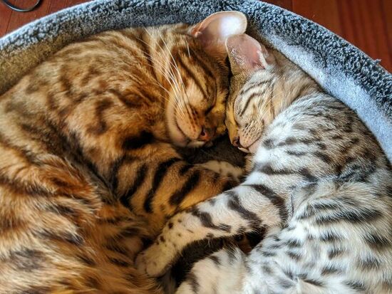 Orange striped and silver striped cats asleep together in a round cat bed.