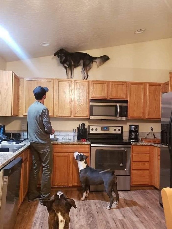 A large dog is standing on the top of upper kitchen cabinets, looking down; a man and two other dogs are looking up at him.