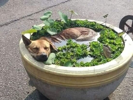 Dog lounging in a very large pottery planter full of water and water plants.