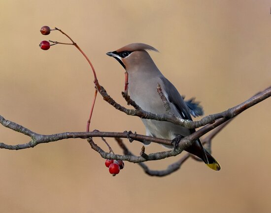 waxwing on a twig with red berries.