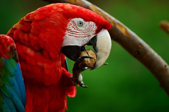 scarlet macaw cracking a nut with its beak while holding it in one claw