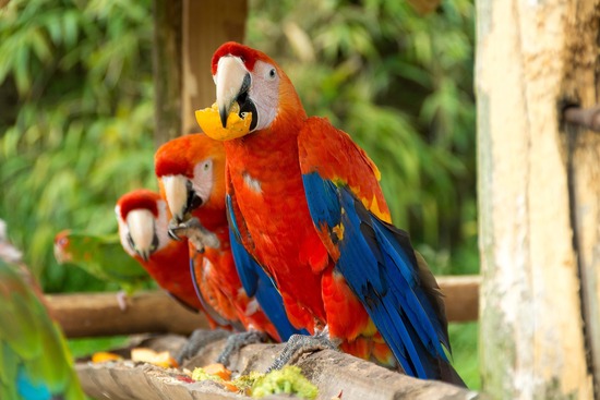 group of red macaws feeding from a trough of fruit and vegetable pieces.