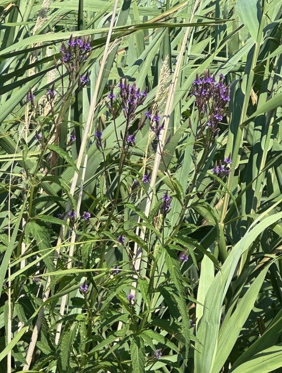 Vervain at Pointe Mouillee