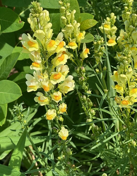 Yellow Toadflax at Pointe Mouillee