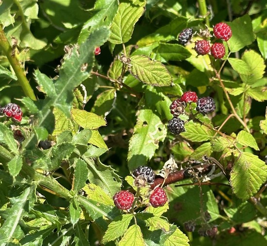 wild berries at Pointe Mouillee