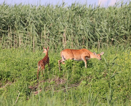 White-tailed Deer doe and fawn at Pointe Mouillee
