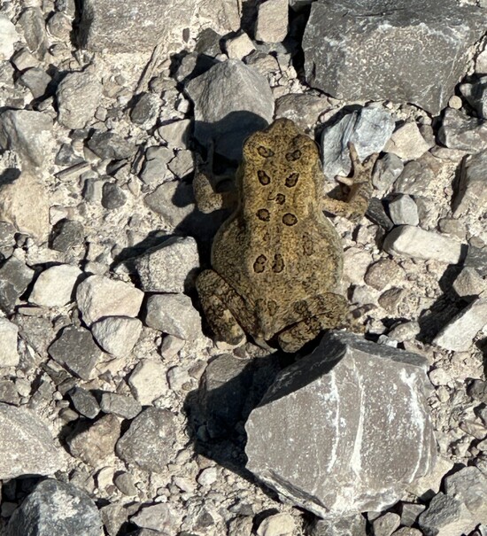 American toad at Pointe Mouillee