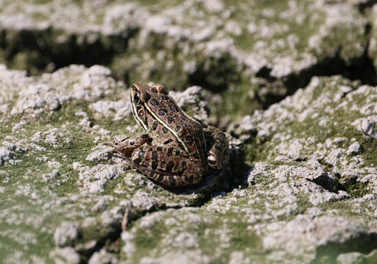 Northern Leopard frog at Pointe Mouillee