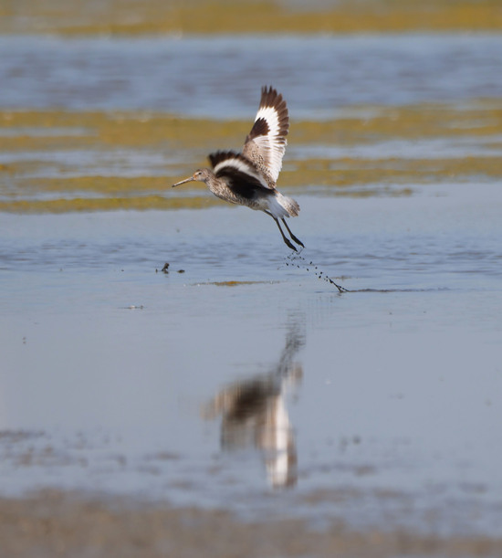 Willet at Pointe Mouillee