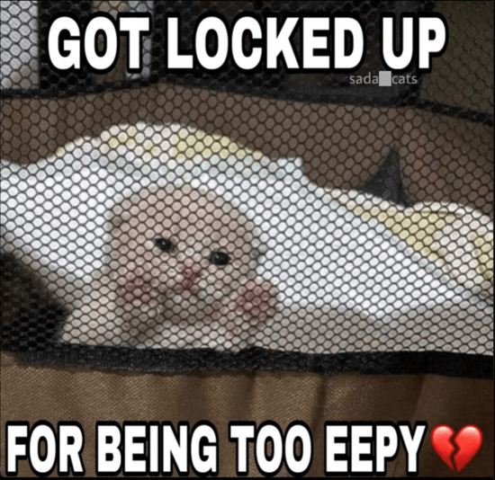 got-locked-up-sada-cats-being-too-eepy.png
