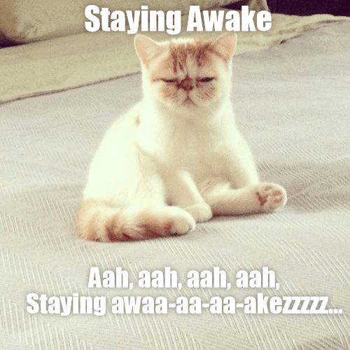 cat-meme-of-barely-being-able-to-stay-awake.png